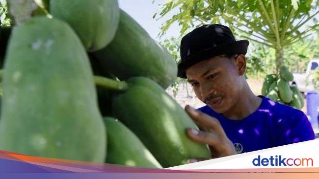 Jenis Kopi untuk Pemula hingga Petani Buah Raup Rp 50 Juta per Bulan
