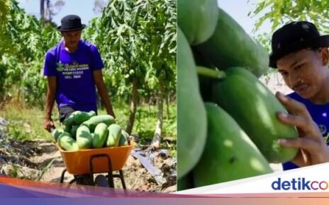 Keren! Penghasilan Petani Buah Ini Capai Rp 50 Juta per Bulan