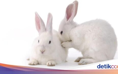 Ekstrem! 5 Makanan di China Ini Pakai Kepala Kelinci hingga Testis Hewan