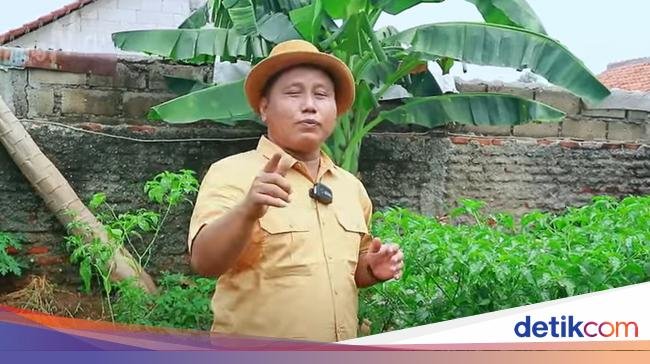 Narji Kini Jadi Petani, Bagikan Tips Mudah Menanam Pohon Cabai