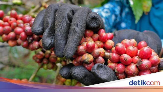 Uniknya Kopi Ngalas Wadas, Identitas dan Kebanggaan Warga Desa Wadas