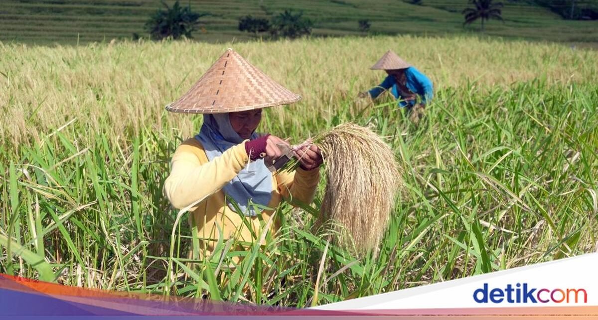 Saatnya Menghargai Petani Lewat Setiap Suapan Nasi