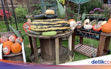 Unik! Pria Ini Sukses Panen Sayur dan Buah Raksa di Halaman Rumah