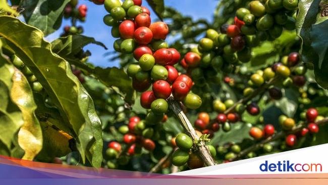 4 Bagian Tanaman Kopi Ini Dapat Dikonsumsi, dari Daun hingga Biji