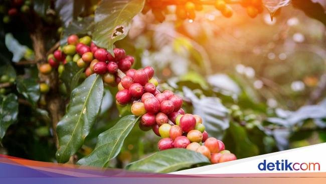 4 Keunikan Kopi Ambal Kebumen, Tumbuhnya di Pesisir Pantai Selatan
