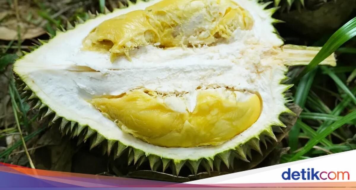 Efek Samping Minum Susu hingga Jenis Durian Terbaik yang Creamy