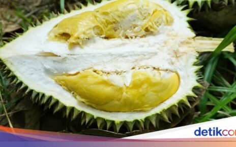Efek Samping Minum Susu hingga Jenis Durian Terbaik yang Creamy