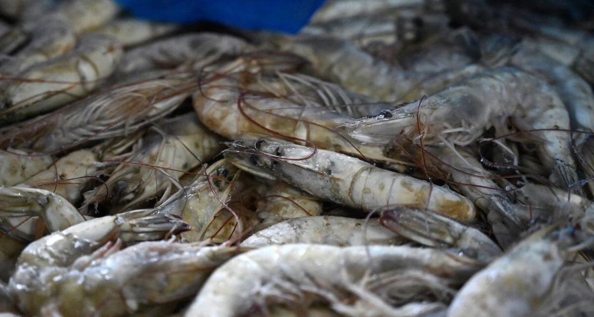 Pemerintah Pastikan AS Tak Blokir Udang dari RI