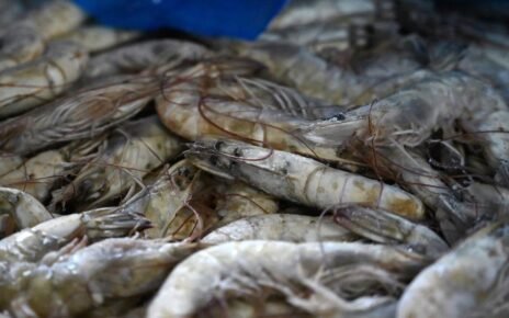 Pemerintah Pastikan AS Tak Blokir Udang dari RI