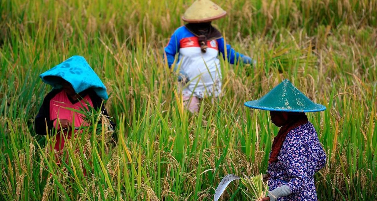 HKTI dan Petani Sambut Baik Penurunan Harga Pupuk 20 Persen