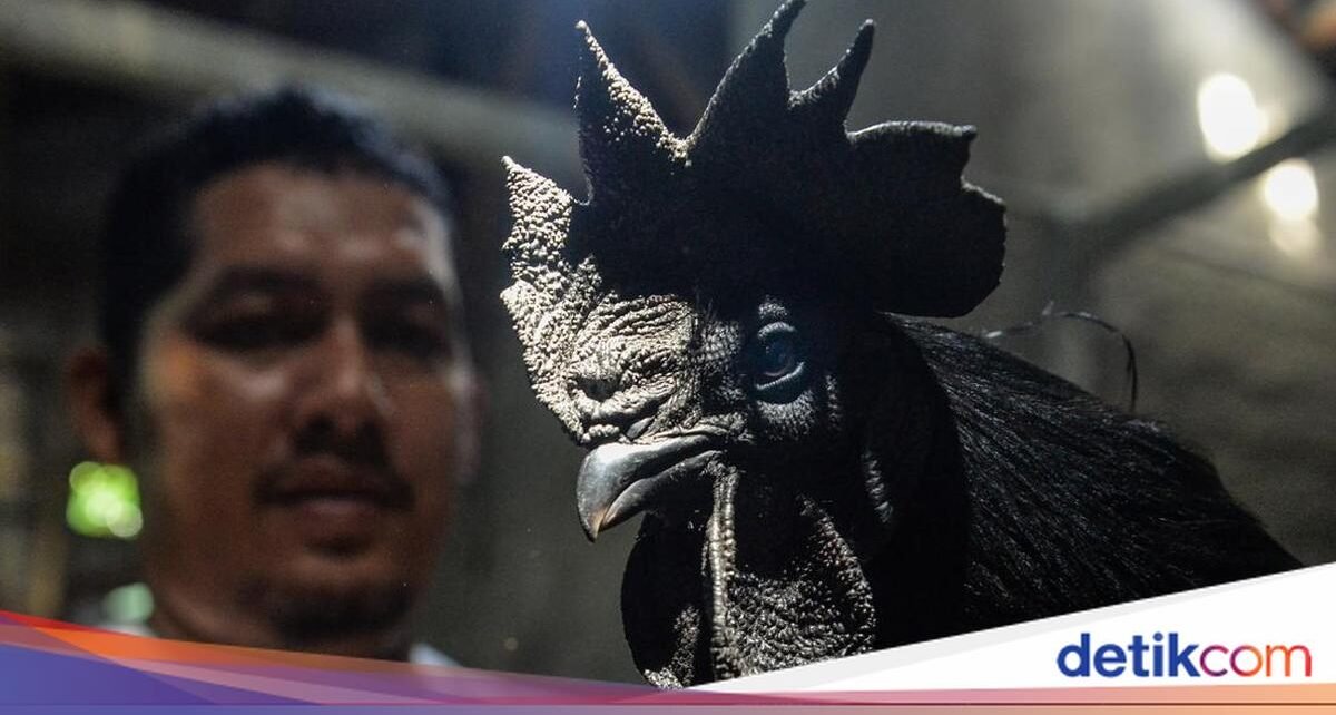 5 Daging Mewah Harga Fantastis di Dunia, Ada Ayam Indonesia dan Sapi Jepang