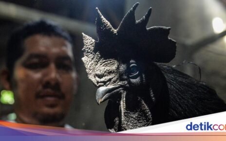 5 Daging Mewah Harga Fantastis di Dunia, Ada Ayam Indonesia dan Sapi Jepang
