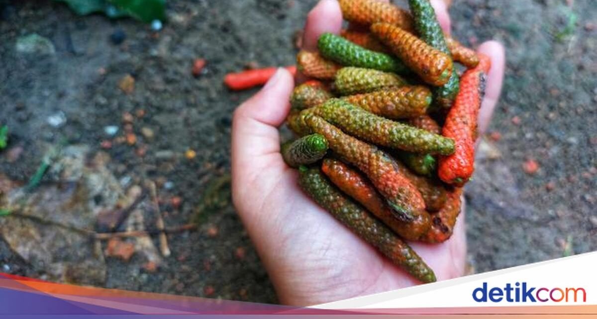5 Fakta Menarik Cabai Jawa, Rempah Unik yang Mirip Buah