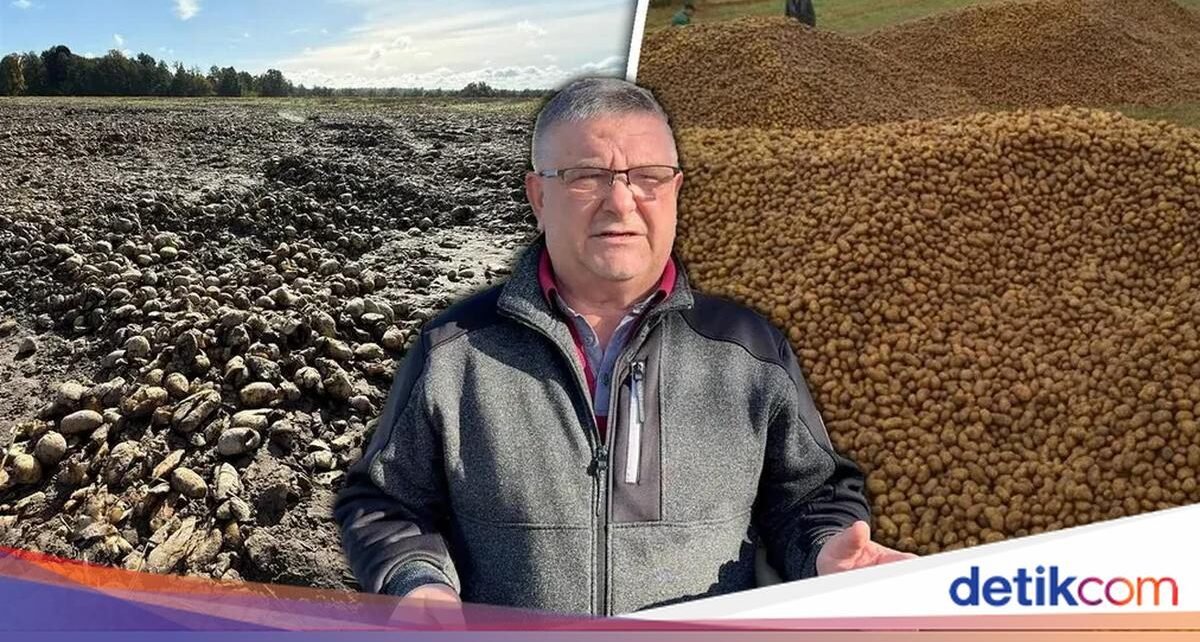 Gegara Hoaks Viral di Medsos, Petani Ini Kehilangan 150 Ton Kentang