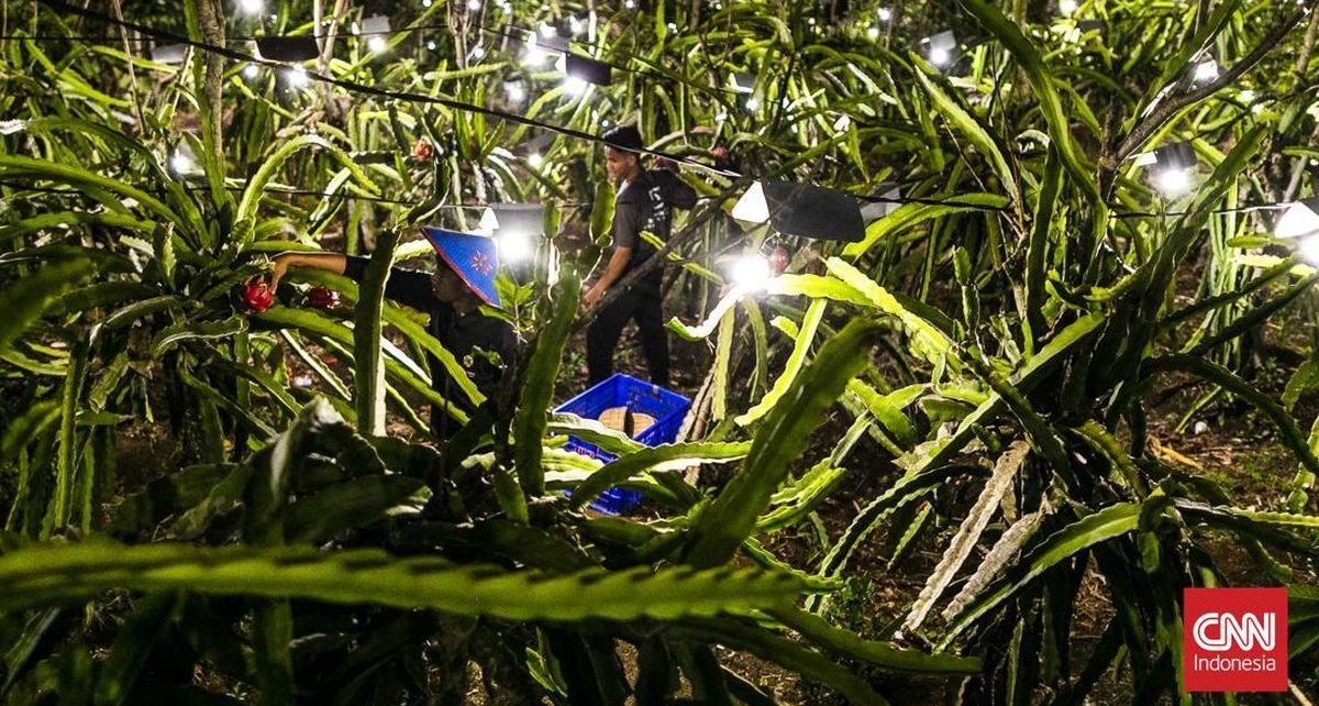 Buah Naga yang Bersemi di Tengah Lautan Cahaya