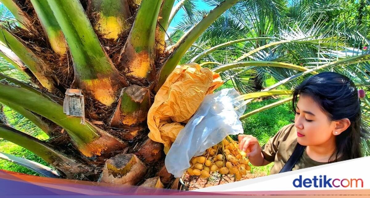 Wow! Kurma Irak Tumbuh dan Berbuah di Tanah Ciletuh Sukabumi