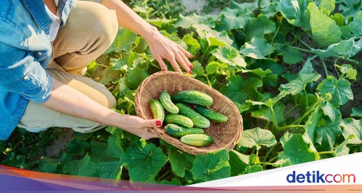 Mantan Perwira Banting Setir Jadi Petani, Panen 400 Kg Timun Per Hari