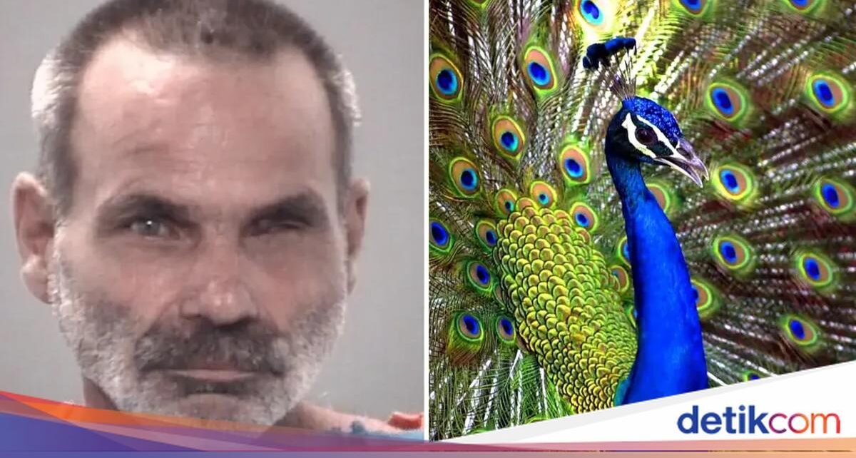 Masak dan Makan Burung Merak, Pria Ini Langsung Ditangkap Polisi
