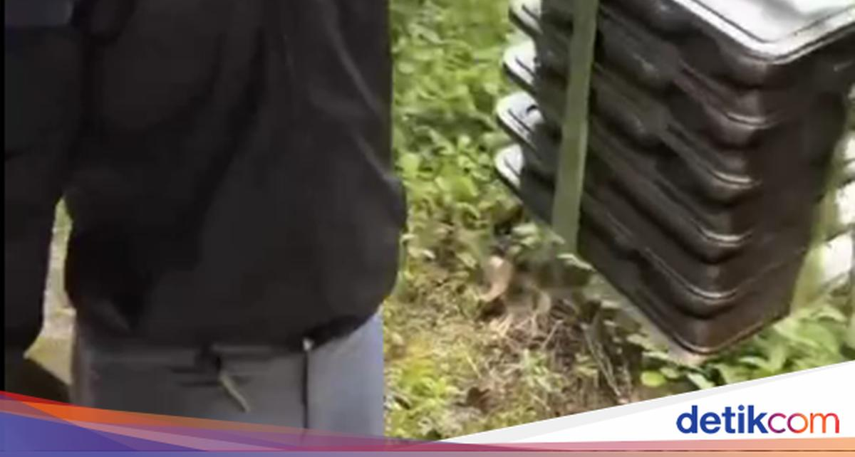 'MBG Core' di TikTok Ini Tunjukkan Momen Kocak Murid Makan MBG