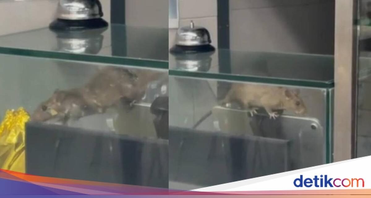 Ngeri! Ada Tikus Nangkring di Etalase Makanan Kantin Kampus Ini