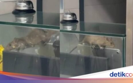 Ngeri! Ada Tikus Nangkring di Etalase Makanan Kantin Kampus Ini
