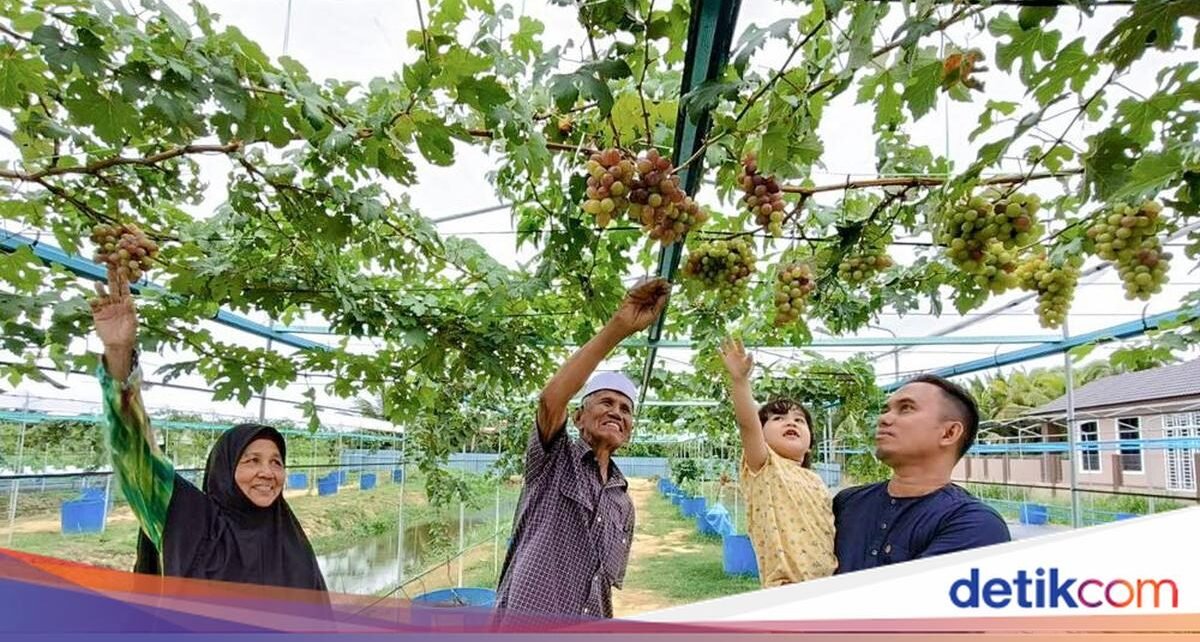 Kisah Mantan Desainer Grafis yang Kini Produktif di Kebun Anggur