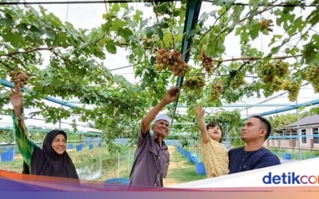 Kisah Mantan Desainer Grafis yang Kini Produktif di Kebun Anggur