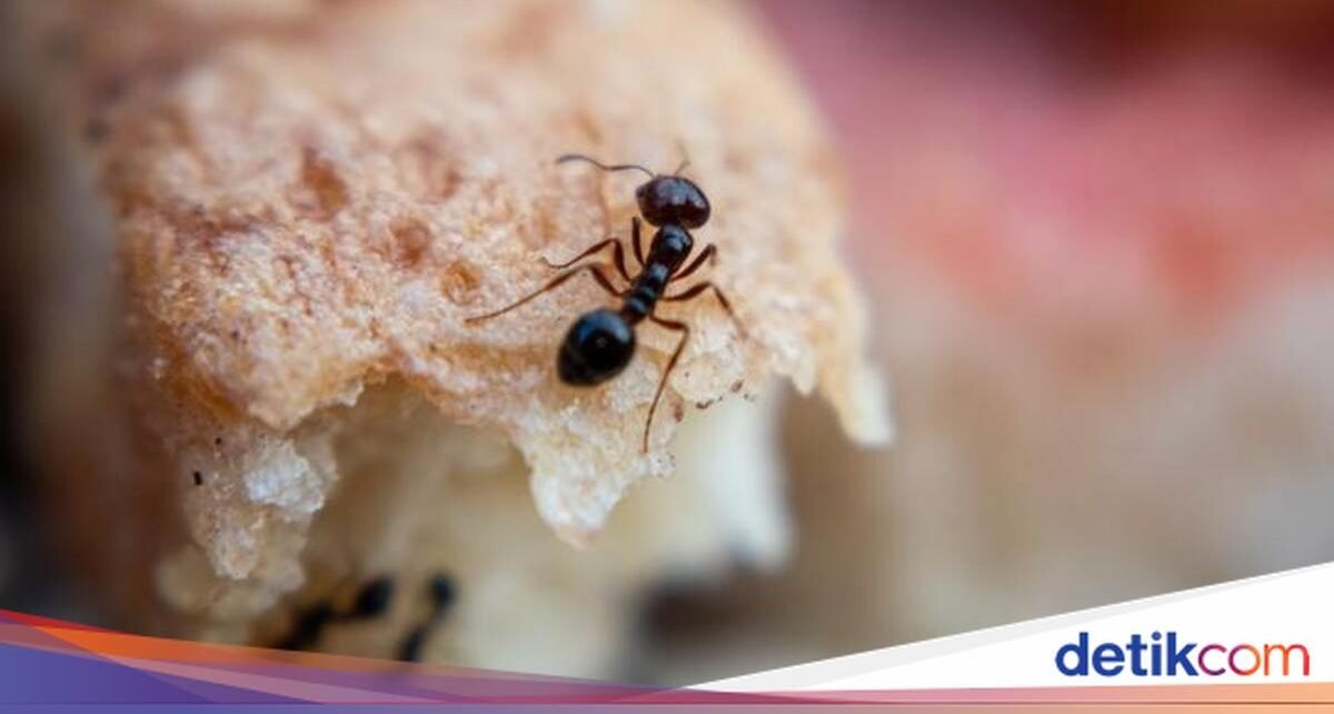 Tak Sengaja Makan Semut di Makanan, Haram atau Tidak?