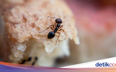 Tak Sengaja Makan Semut di Makanan, Haram atau Tidak?
