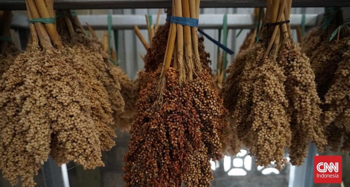 Kementan Bakal Uji Coba Tanam Sorgum 5.000 Ha pada 2026