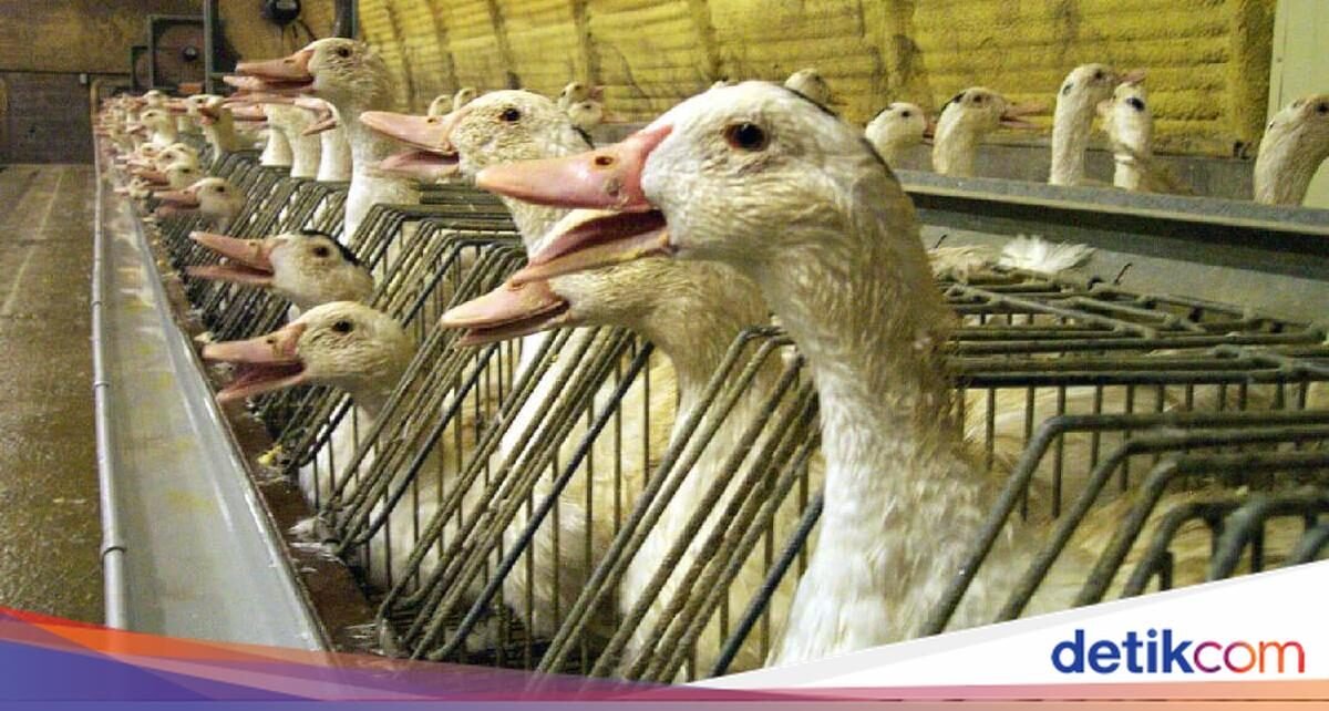 Belum Banyak yang Tahu! Proses Pembuatan 5 Makanan Ini Menyakiti Hewan