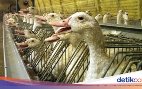Belum Banyak yang Tahu! Proses Pembuatan 5 Makanan Ini Menyakiti Hewan