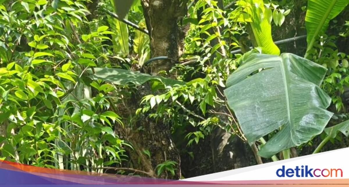 Irfan Hakim Puas Makan Nasi Bejeg hingga Pecak Gurame Saat Kulineran