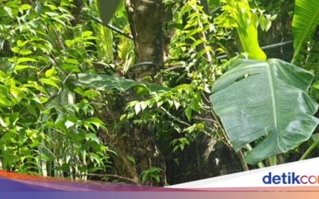 Irfan Hakim Puas Makan Nasi Bejeg hingga Pecak Gurame Saat Kulineran