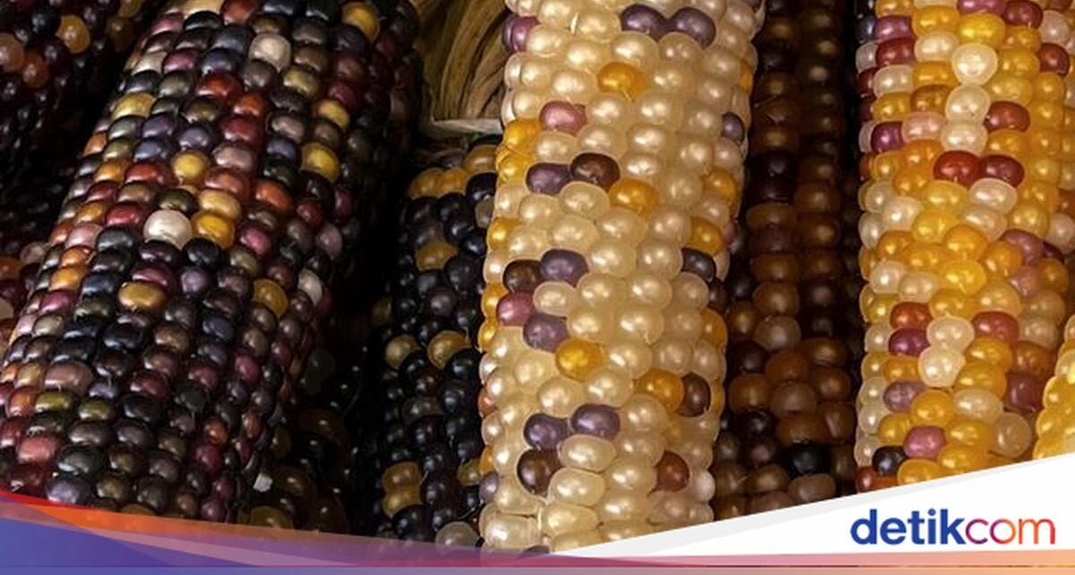 5 Jenis Jagung di Dunia, Warnanya Ada Ungu hingga Hitam!