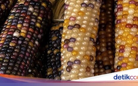 5 Jenis Jagung di Dunia, Warnanya Ada Ungu hingga Hitam!