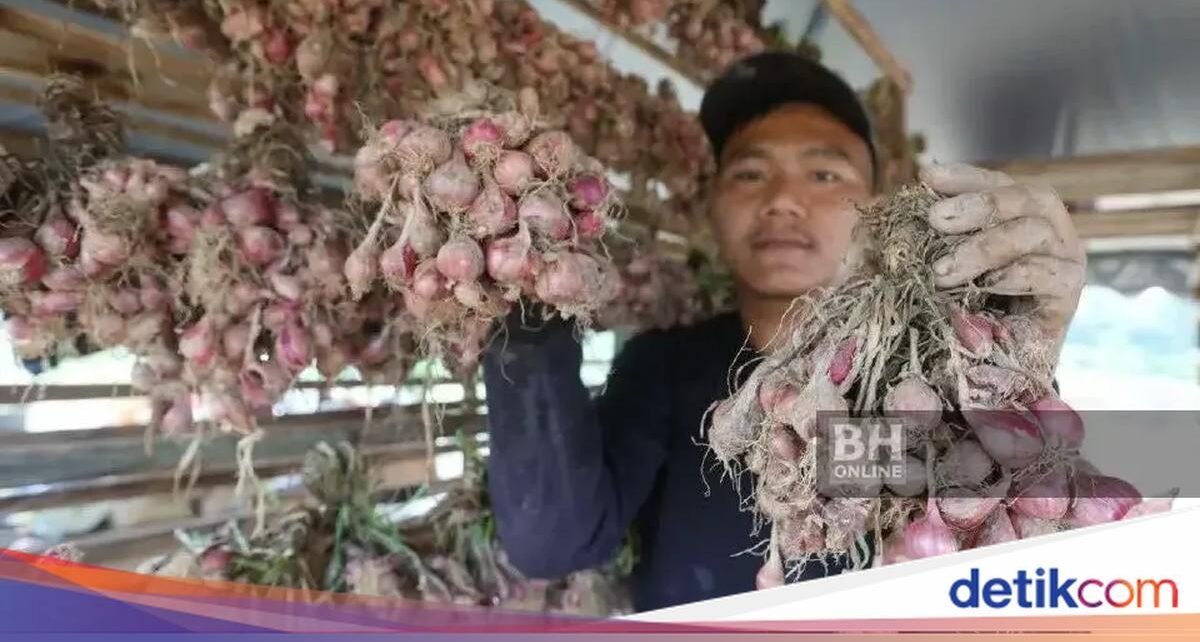 Petani Bawang Merah di Malaysia Cuan, Ngaku Belajar dari Petani di Sumbar