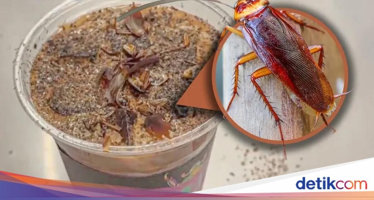 Hiii! Museum Ini Sajikan Kopi Kecoa Harga Rp 95.000, Tertarik Coba?