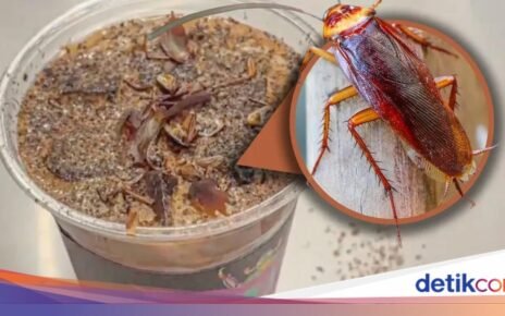 Hiii! Museum Ini Sajikan Kopi Kecoa Harga Rp 95.000, Tertarik Coba?