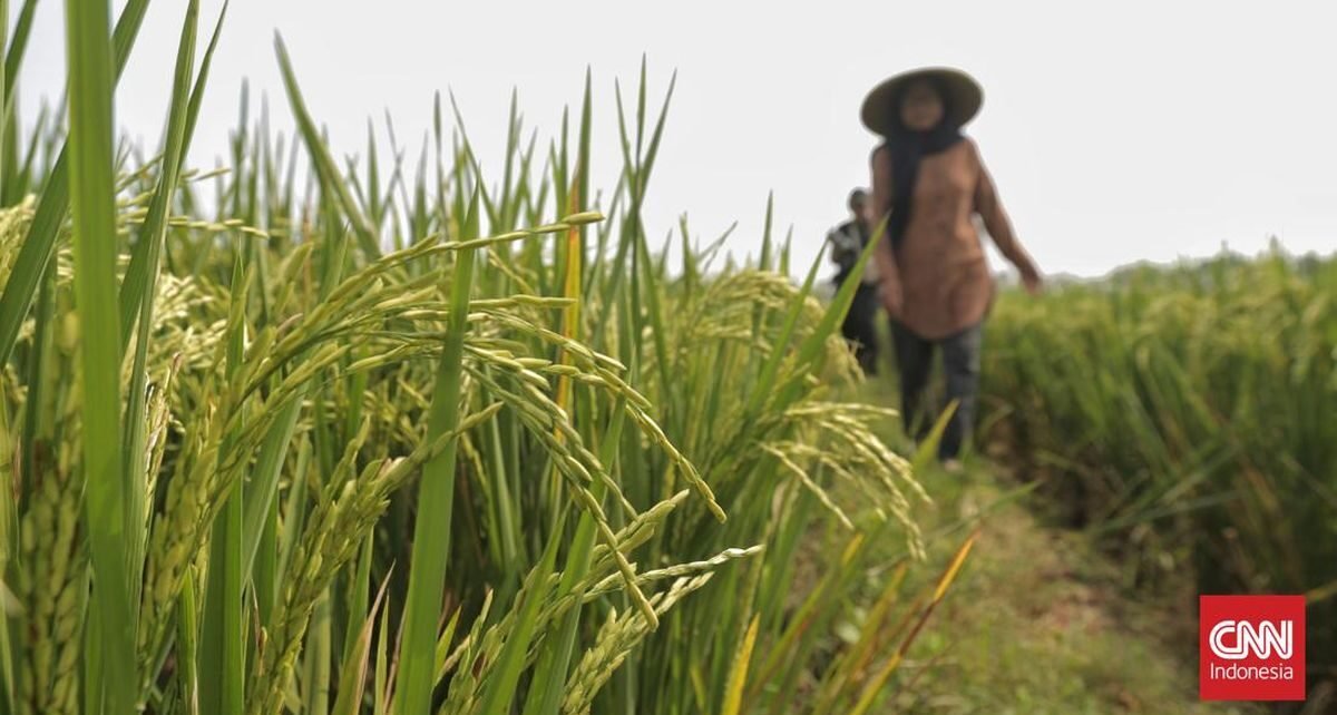 Petani Bogor Sambut Penurunan Harga Pupuk Subsidi dan Kenaikan Gabah