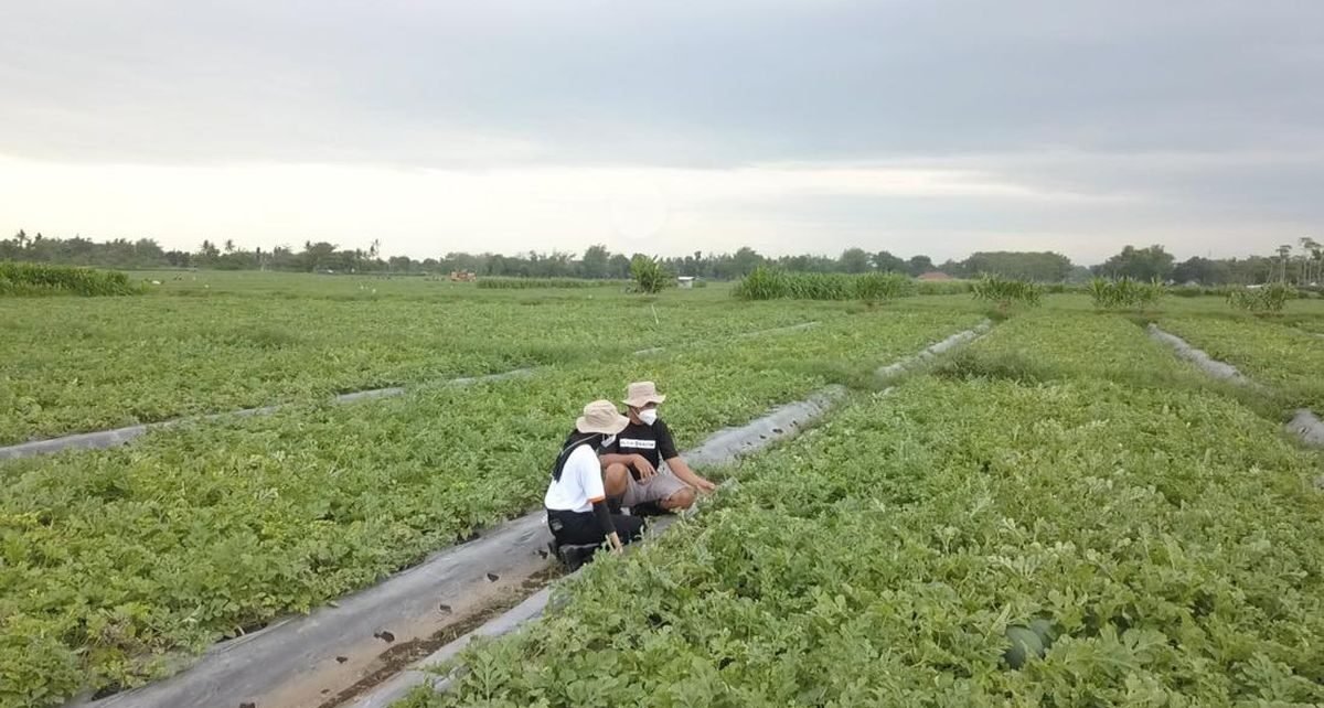 Pupuk Indonesia Pastikan Stok Pupuk Subsidi Melimpah untuk Musim Tanam