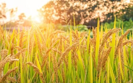 Petrokimia Gresik Sedia 32.619 Ton Pupuk Nonsubsidi untuk Musim Tanam