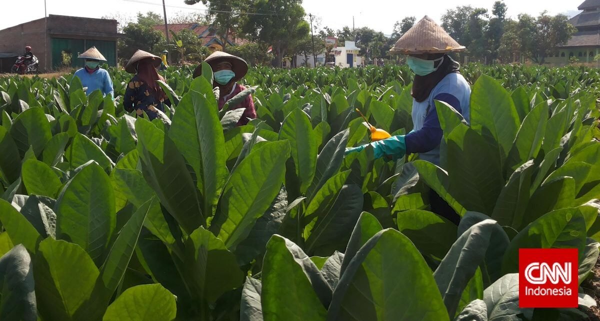 Tembakau Jadi Penopang Ekonomi Petani dan Pekerja Linting