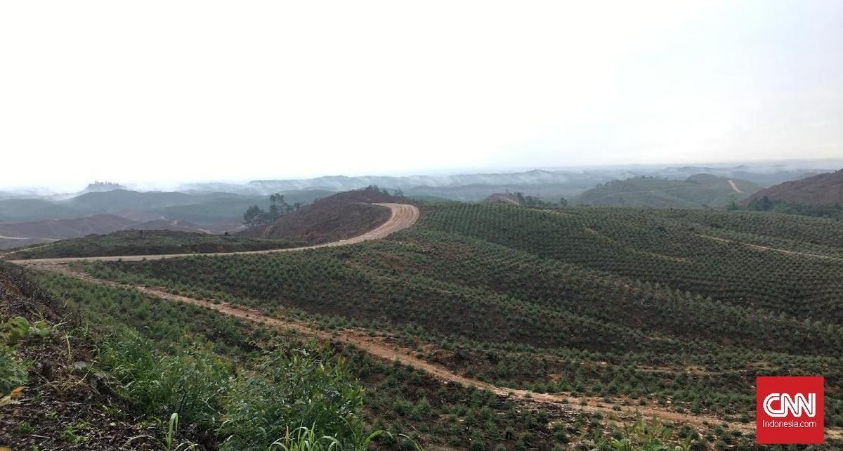 Nekat Serobot Kawasan Hutan Buat Tambang Bakal Didenda Hingga Rp6,5 M