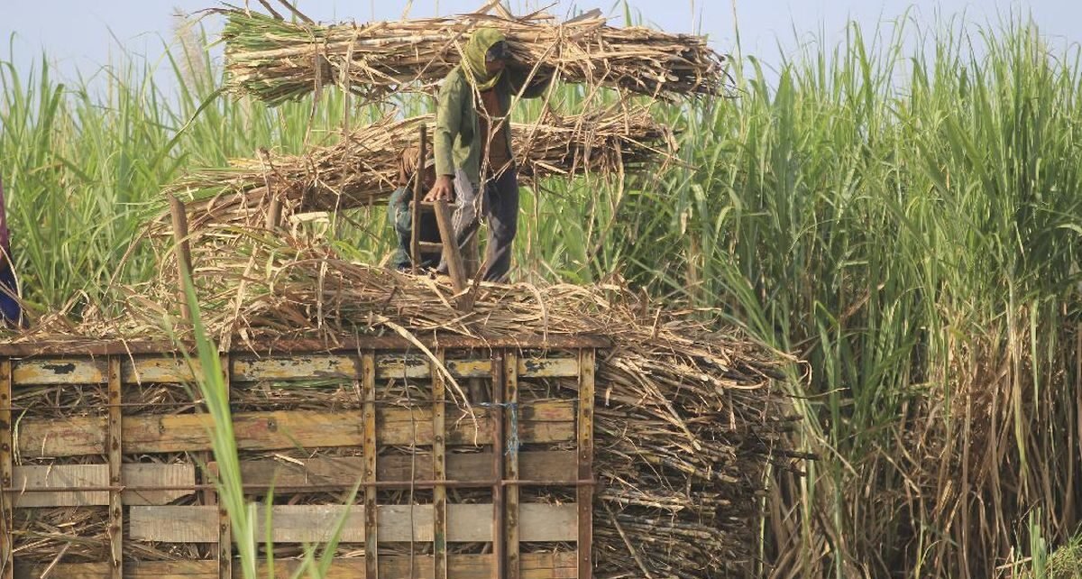 Pemerintah Bidik Perluasan Lahan Tebu hingga 100 Ribu Ha