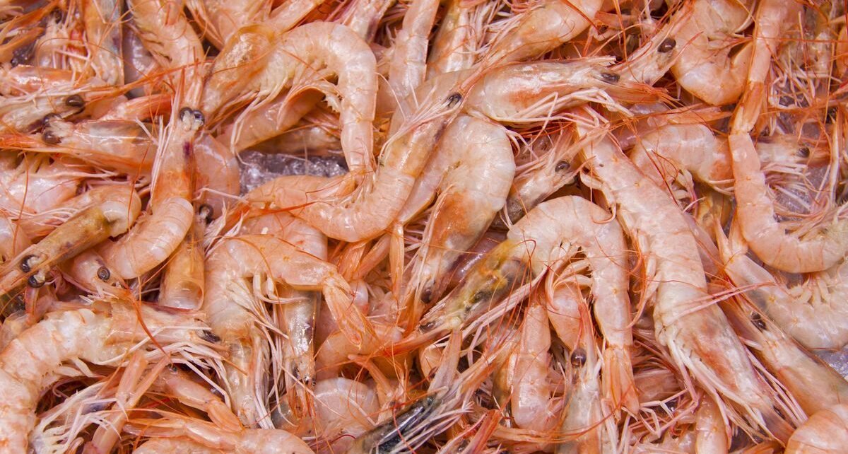 Udang RI Ditarik Lagi dari Peredaran AS Terkait Dugaan Cesium-137