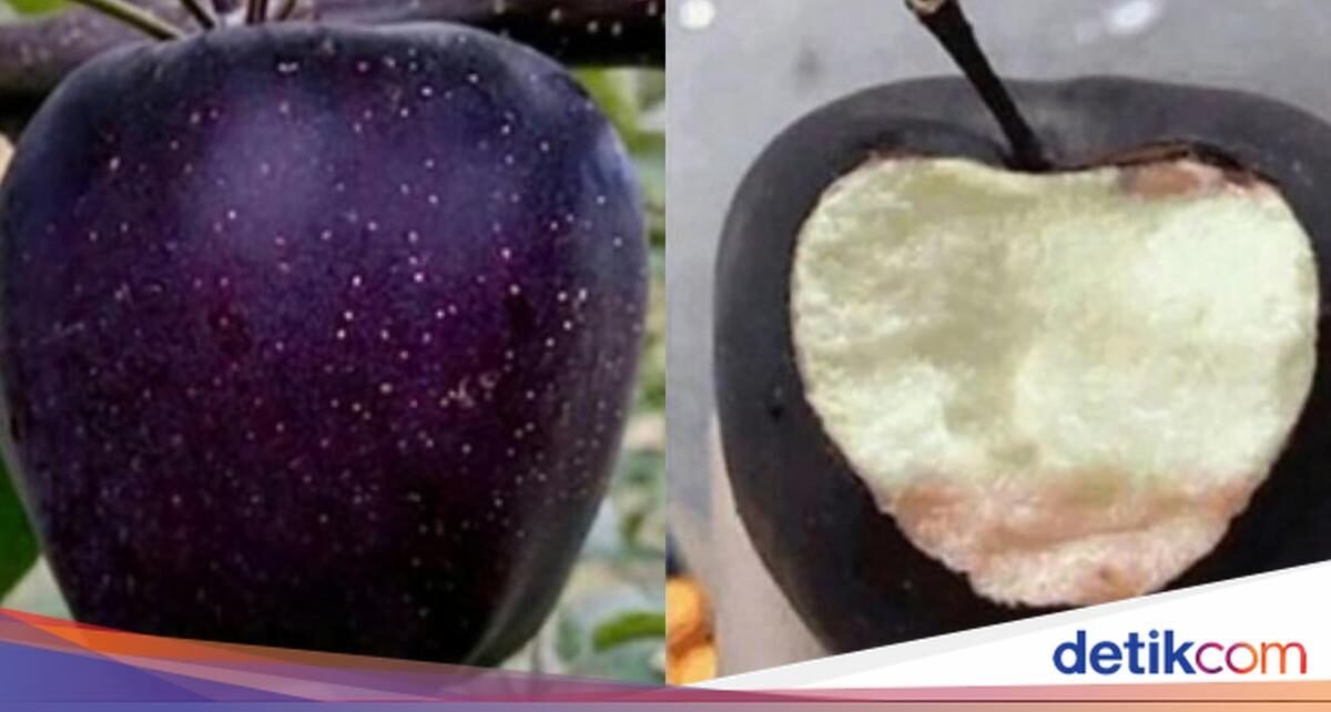 5 Fakta Apel Black Diamond yang Langka, Harganya Rp 100 ribu Sebiji