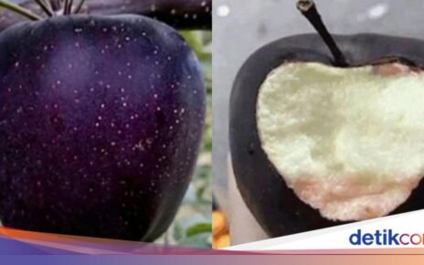 5 Fakta Apel Black Diamond yang Langka, Harganya Rp 100 ribu Sebiji
