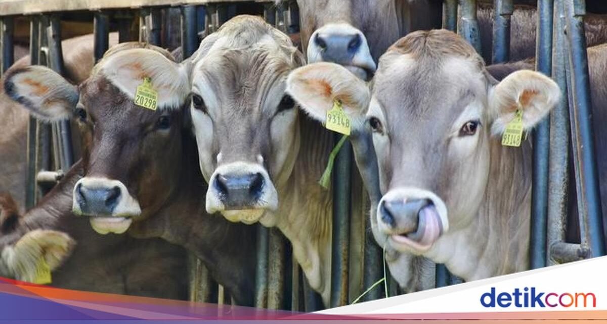 5 Fakta Tradisi Marbinda, Gotong Royong Sembelih Hewan Suku Batak Toba
