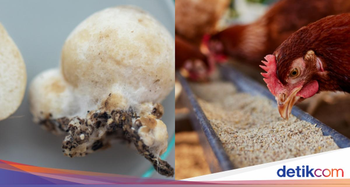 China Sukses Modifikasi Jamur sebagai Pengganti Daging Ayam